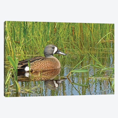 Springtime Blue-Wing Teal Canvas Print #BWF535} by Brian Wolf Art Print