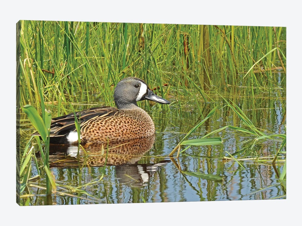 Springtime Blue-Wing Teal by Brian Wolf 1-piece Canvas Art Print