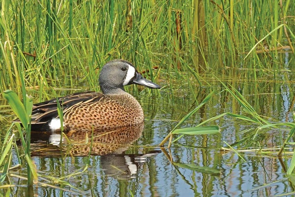 Brian Wolf: Springtime Blue-Wing Teal by Brian Wolf