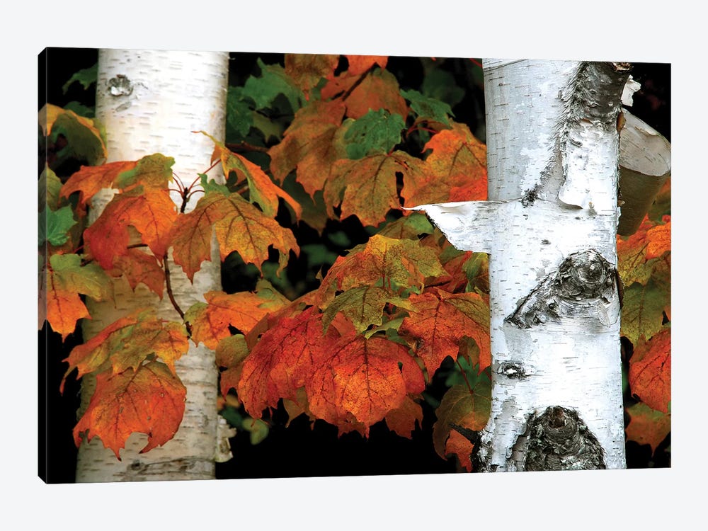 Birches and Maple Leaves by Brian Wolf 1-piece Canvas Artwork