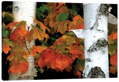 Birches and Maple Leaves Canvas Art Print - Birch Tree Art