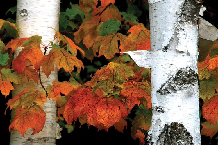 Birches and Maple Leaves by Brian Wolf wall art