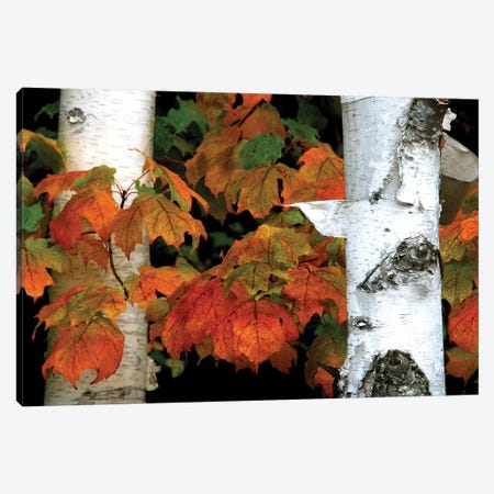 Birches and Maple Leaves Canvas Print #BWF53} by Brian Wolf Canvas Art
