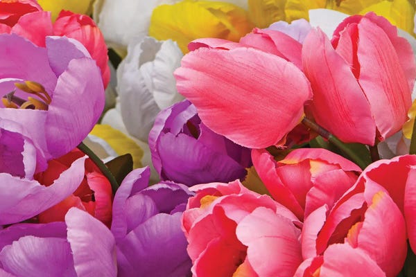 Brian Wolf: Assorted Colors - Tulips by Brian Wolf