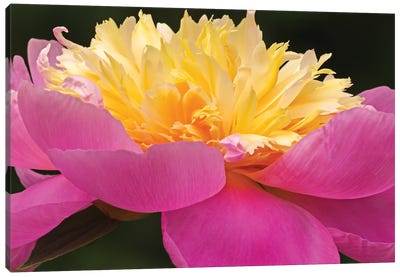A Different Perspective - Peony Canvas Art Print - Brian Wolf