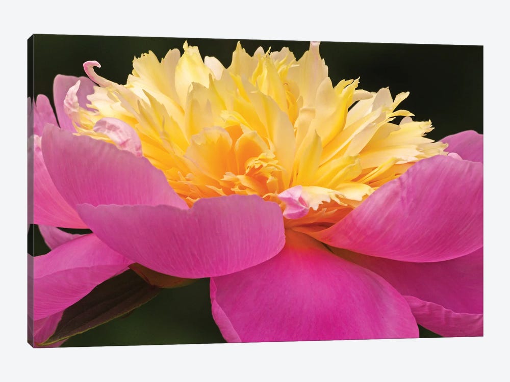 A Different Perspective - Peony by Brian Wolf 1-piece Canvas Art