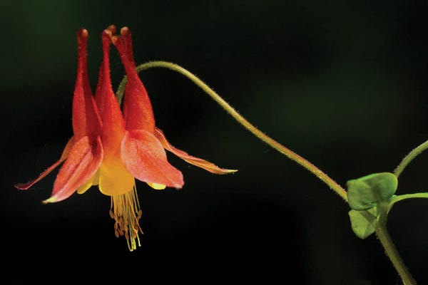 Brian Wolf: Sunlit Columbine by Brian Wolf