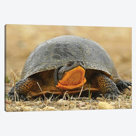 Endangered Blanding Turtle Canvas Print #BWF547} by Brian Wolf Canvas Wall Art