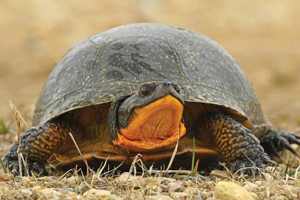 Brian Wolf: Endangered Blanding Turtle by Brian Wolf
