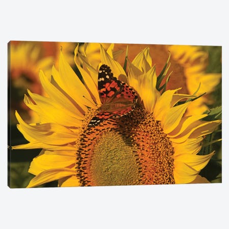 Painted Lady On Sunflower Canvas Print #BWF549} by Brian Wolf Art Print
