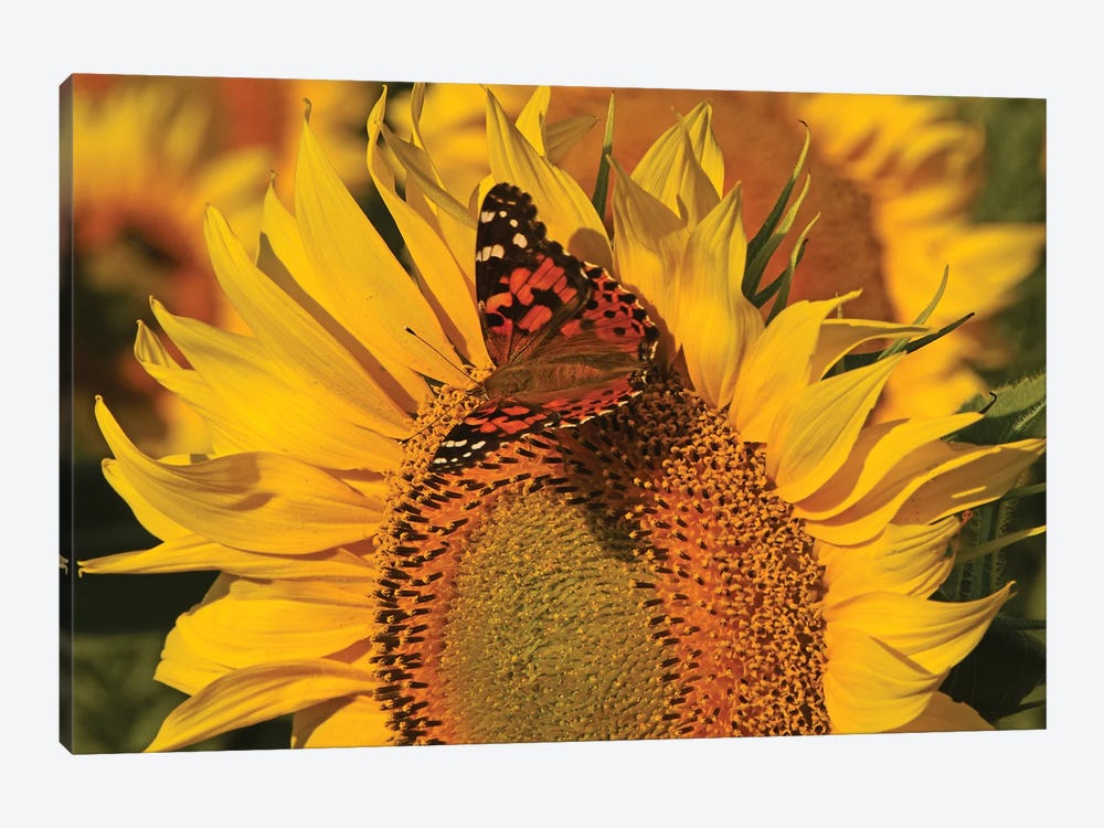 Painted Lady On Sunflower by Brian Wolf 1-piece Canvas Art