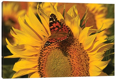 Painted Lady On Sunflower Canvas Art Print - Brian Wolf