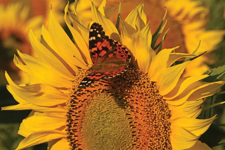 Painted Lady On Sunflower