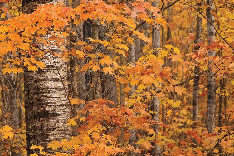 Birches and Maples