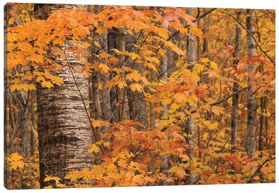 Birches and Maples Canvas Art Print - Brian Wolf
