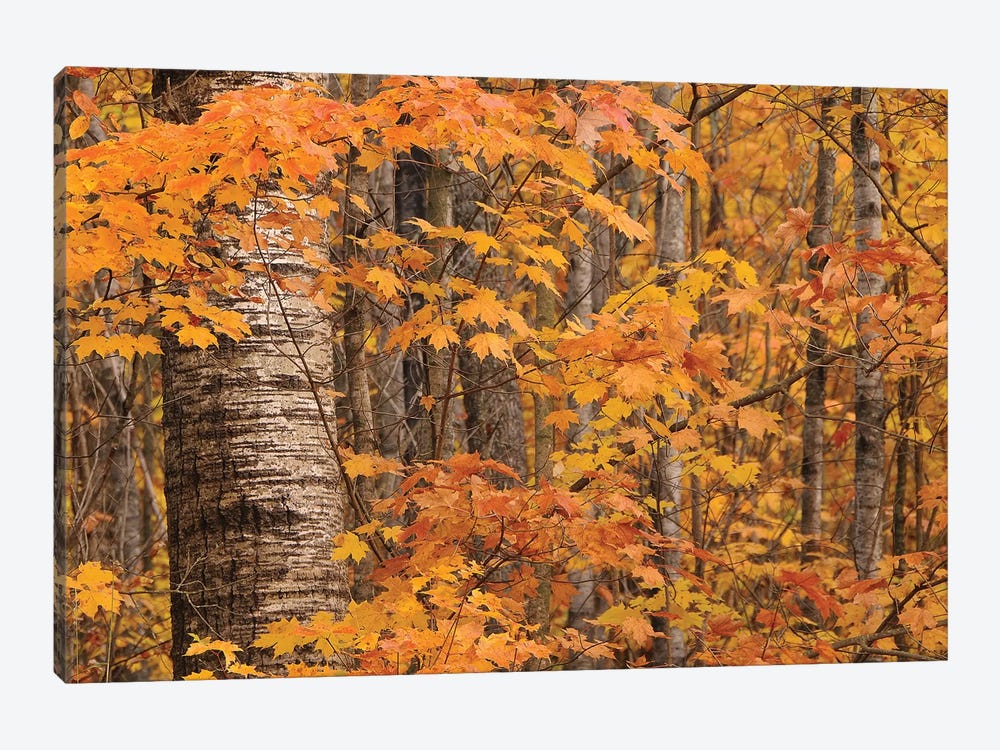 Birches and Maples by Brian Wolf 1-piece Canvas Print