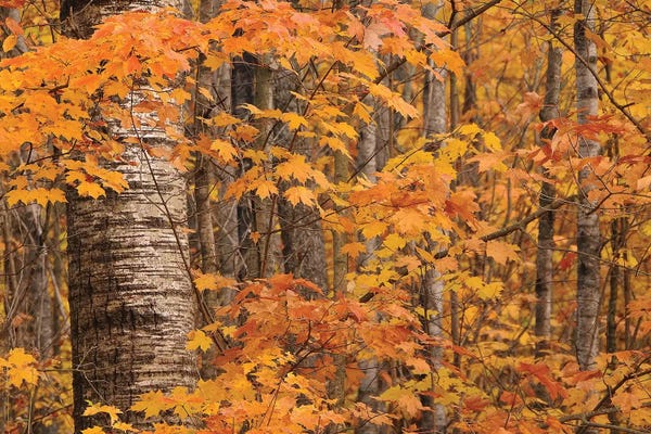 Maple Trees: Birches and Maples by Brian Wolf