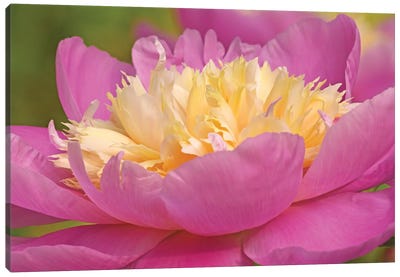 Peony In Full Bloom Canvas Art Print - Brian Wolf