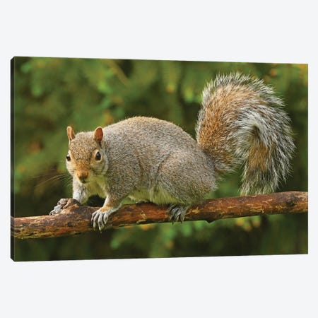 Squirrel Posing For The Camera Canvas Print #BWF551} by Brian Wolf Canvas Wall Art