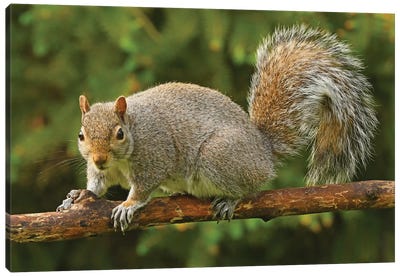 Squirrel Posing For The Camera Canvas Art Print - Brian Wolf