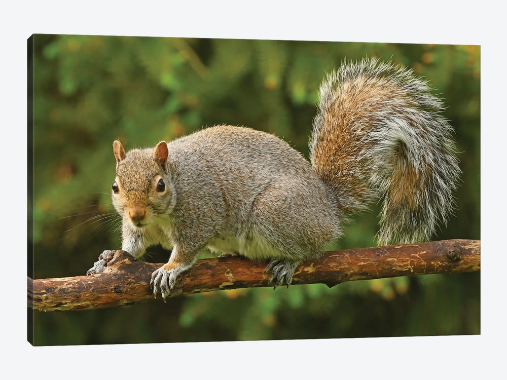 Squirrel Posing For The Camera by Brian Wolf 1-piece Canvas Print