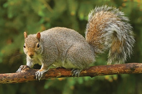 Brian Wolf: Squirrel Posing For The Camera by Brian Wolf