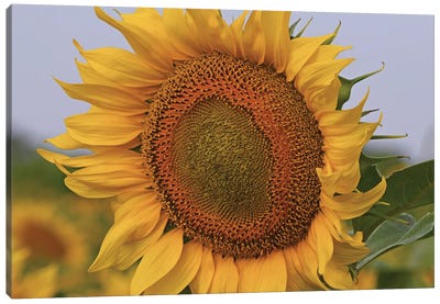 Kansas Sunflower Against The Blue Sky Canvas Art Print - Brian Wolf