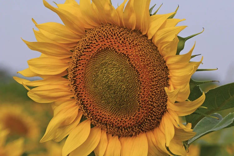 Kansas Sunflower Against The Blue Sky