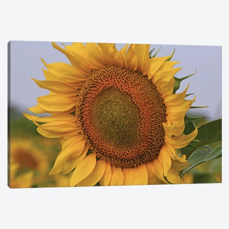Kansas Sunflower Against The Blue Sky Canvas Print #BWF552} by Brian Wolf Canvas Artwork