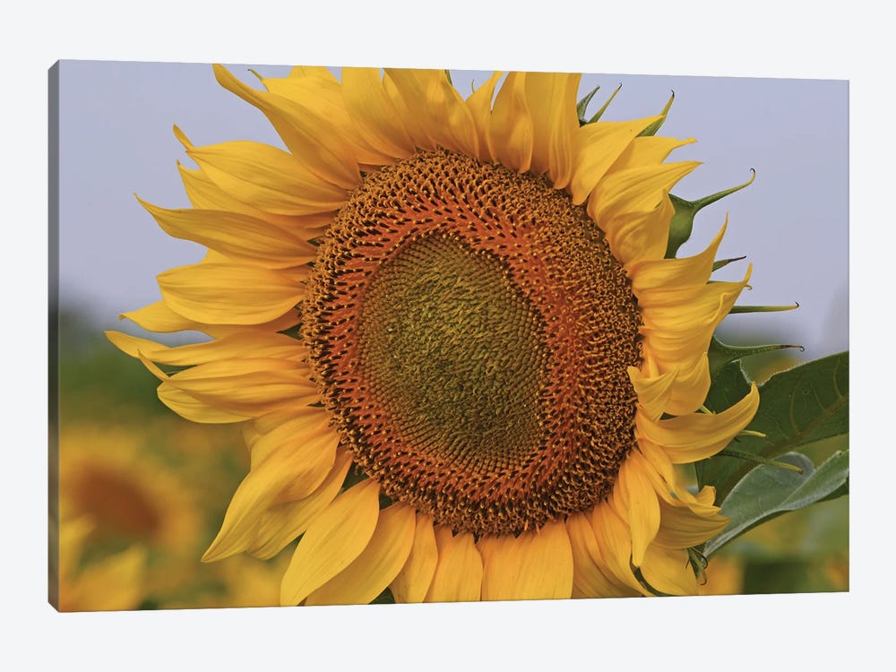 Kansas Sunflower Against The Blue Sky by Brian Wolf 1-piece Canvas Wall Art