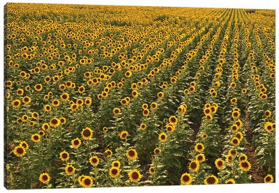Kansas Sunflower Field Canvas Art Print - Brian Wolf