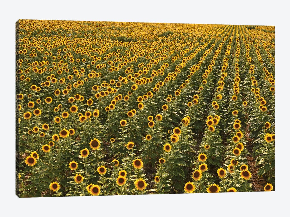Kansas Sunflower Field by Brian Wolf 1-piece Canvas Print