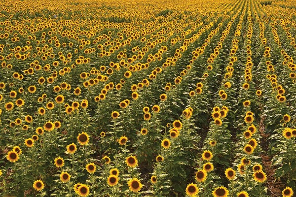 Brian Wolf: Kansas Sunflower Field by Brian Wolf