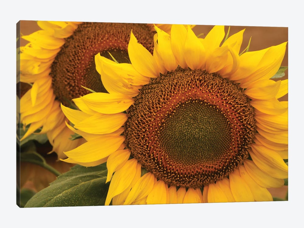 Kansas Sunflowers by Brian Wolf 1-piece Canvas Art