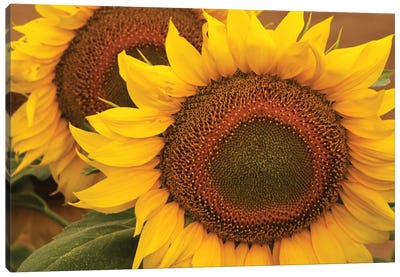 Kansas Sunflowers Canvas Art Print - Brian Wolf