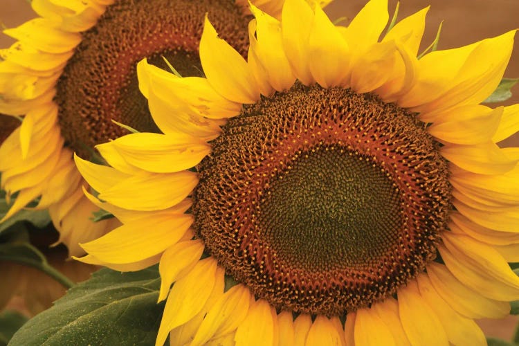 Kansas Sunflowers