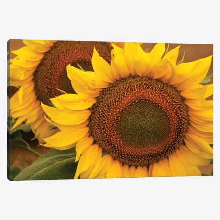 Kansas Sunflowers Canvas Print #BWF554} by Brian Wolf Art Print