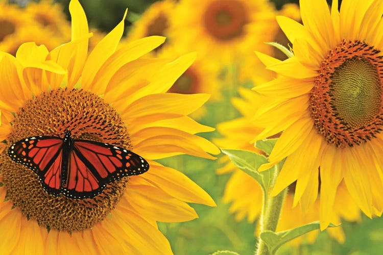 Monarch On Sunflowers by Brian Wolf wall art