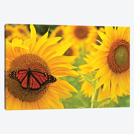 Monarch On Sunflowers Canvas Print #BWF555} by Brian Wolf Canvas Print