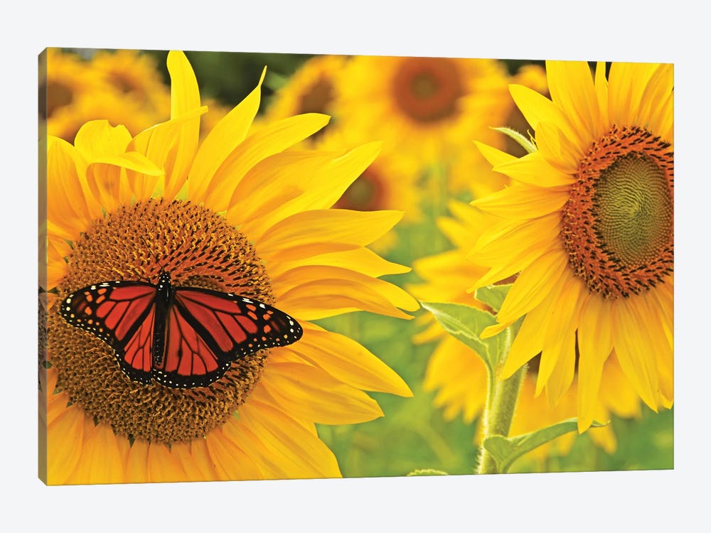 Monarch On Sunflowers by Brian Wolf 1-piece Canvas Print