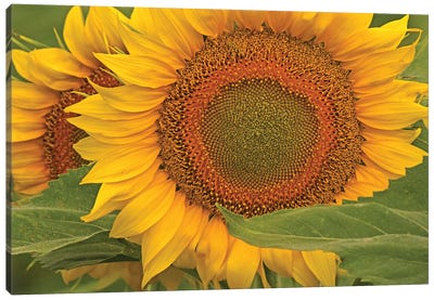 Sunflower Close-Up Canvas Art Print - Brian Wolf