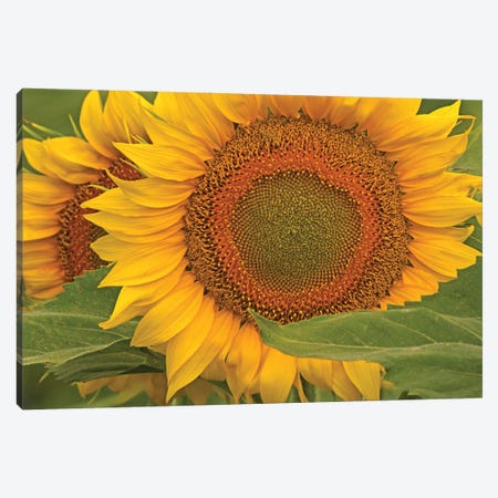 Sunflower Close-Up Canvas Print #BWF556} by Brian Wolf Art Print