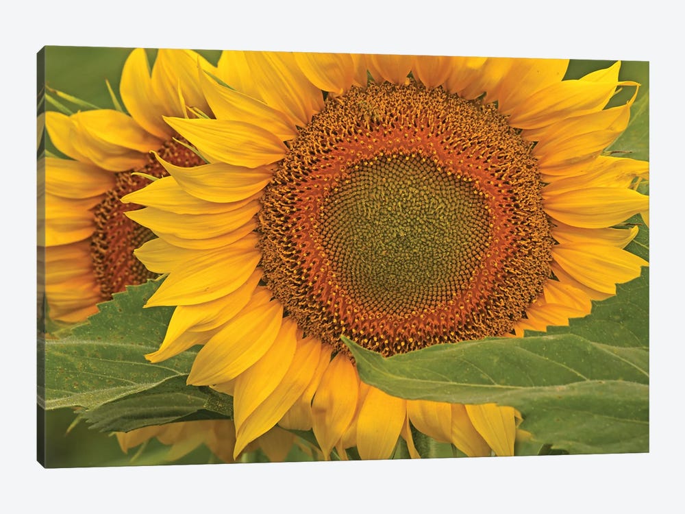 Sunflower Close-Up by Brian Wolf 1-piece Canvas Wall Art