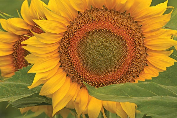 Brian Wolf: Sunflower Close-Up by Brian Wolf
