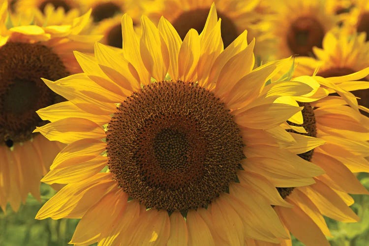 Sunflower Array