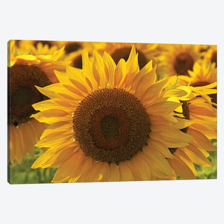 Sunflower Array Canvas Print #BWF557} by Brian Wolf Canvas Print