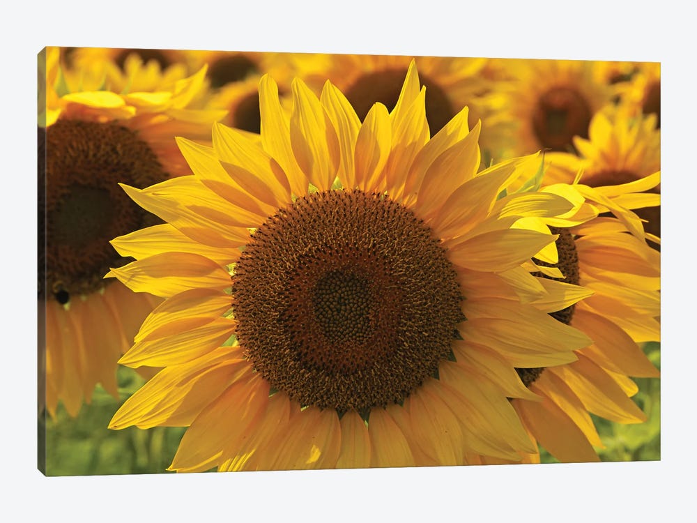 Sunflower Array by Brian Wolf 1-piece Canvas Print