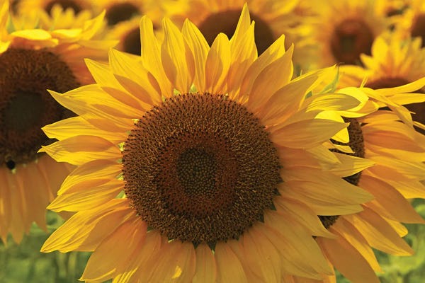 Brian Wolf: Sunflower Array by Brian Wolf