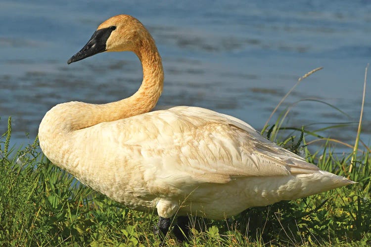 Posing Trumpeter Swan