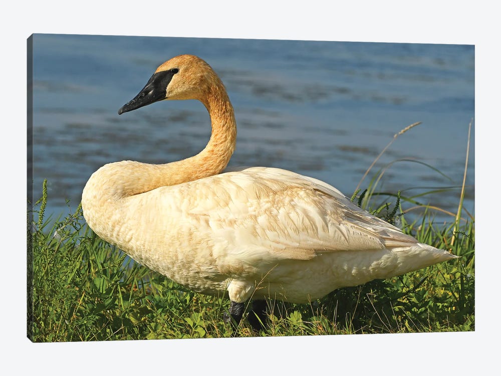 Posing Trumpeter Swan by Brian Wolf 1-piece Canvas Art